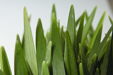 Grass Leaves Close Up Isolated on White Backdrop