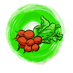 Radishes painted background
