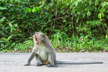 Raging monkey sitting on the road.