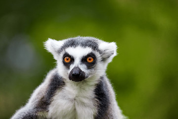 lemur catta - portrait of the animal © Baranov