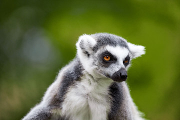 Fototapeta premium lemur catta - portrait of the animal