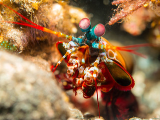 Mantis Shrimp