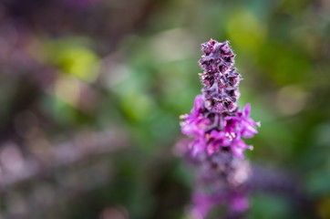 Sweet Basil (Ocimum basilicum) blooming at nursery. Selective focus