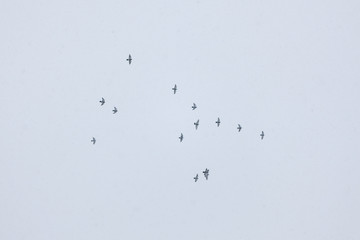 Birds flying in snowfall winter weather