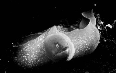 Moray eel