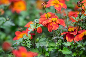 A macro shot of the Bidens ferulifolia or Beedance Painted Red flower