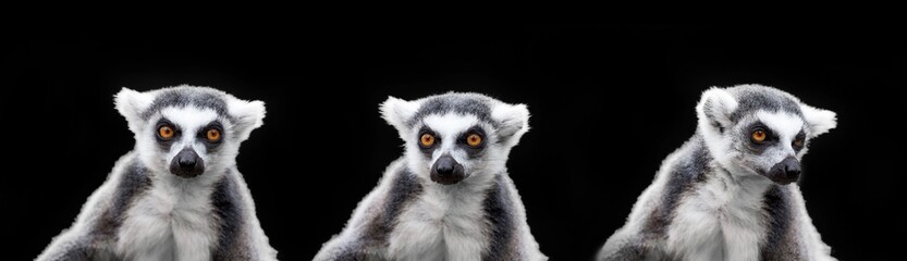 Naklejka na ściany i meble lemur catta - portrait of the animal