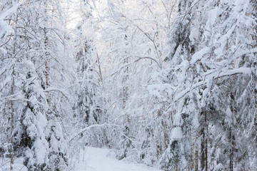 Fototapeta na wymiar Snowy forest at winter day landscape