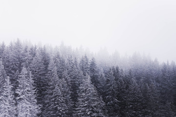 Fototapeta na wymiar snowy mountain trees. forest conifer trees