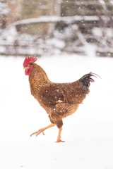 rooster on snow