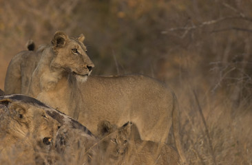 Lion at kill