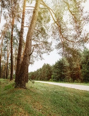 Obraz premium picturesque tall pine trees in the forest with the summer colors of green grass