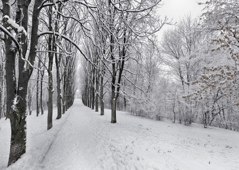 The avenue of winter trees is covered with snow in the city park