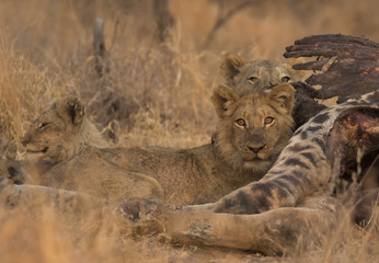 Lion Cub
