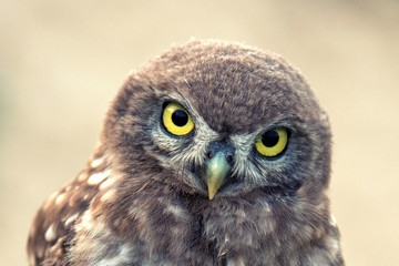 The little owl stands on a beautiful background.