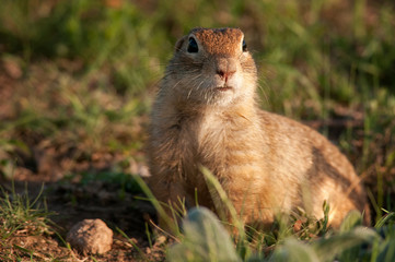 Naklejka na ściany i meble Funny ground squirrel (Spermophilus pygmaeus) in the grass