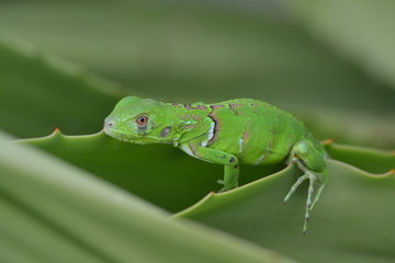 Iguana