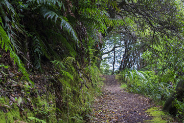 New Zealand rainforest