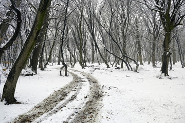 Winter forest trail 