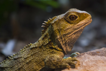 Native New Zealand Tuatara reptile Portrait