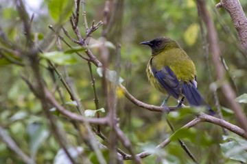New Zealand bellbird, Korimako