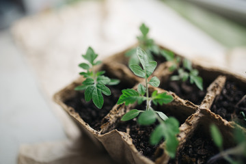 seedlings in peat pots.Baby plants seeding, black hole trays for agricultural seedlings.The spring...