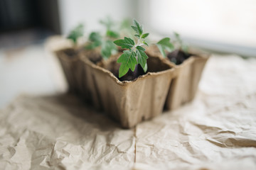 seedlings in peat pots.Baby plants seeding, black hole trays for agricultural seedlings.The spring...