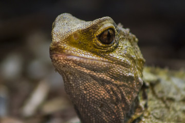 Native New Zealand Tuatara Portrait
