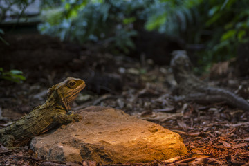 Tuatara in captivity. Tuatara is the only survivor of an extinct group of reptiles that lived...