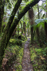 Magical path in vibrant rainforest