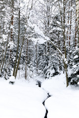 Winter forest, vertical photo