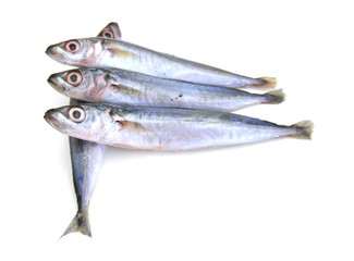Spanish Mackerel on white background