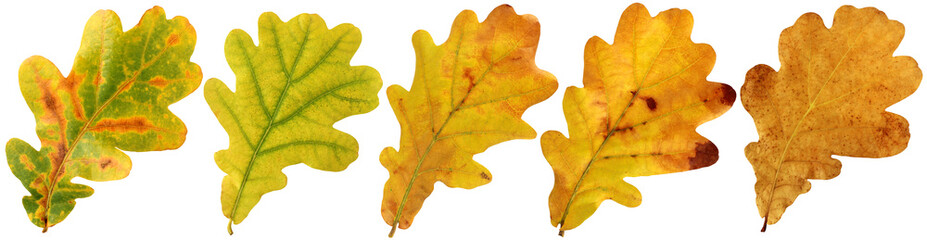 Naklejka na ściany i meble Autumn leaves of oak on white background.