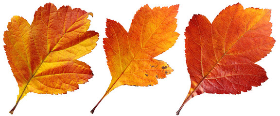 Autumn leaves of hawthorn berries isolated on white background.