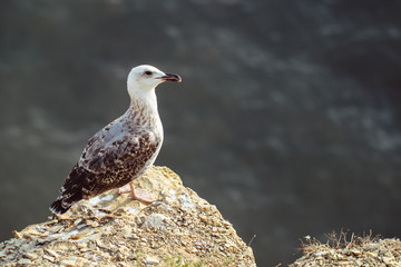 Seagull on a rock