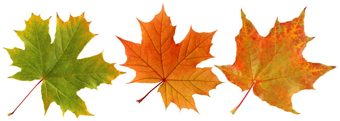 Autumn maple leaves isolated on white background.