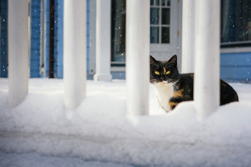 A cat walks in the winter on the porch
