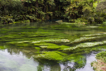Crystal clear water in New Zealand's Blue Spring surrounded by bright green foliage 