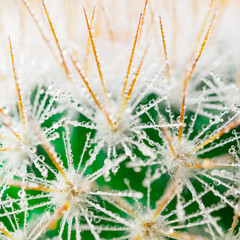 long needles of succulent, water drops or dew on the spines of cactus, macro, close up