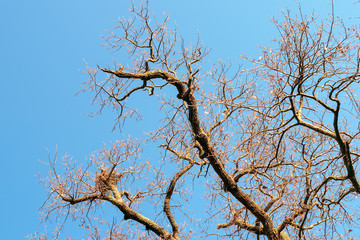 An old tree without foliage on a summer day