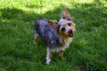 Chihuahua mixed yorkshire terrier standing on the grass in the garden.