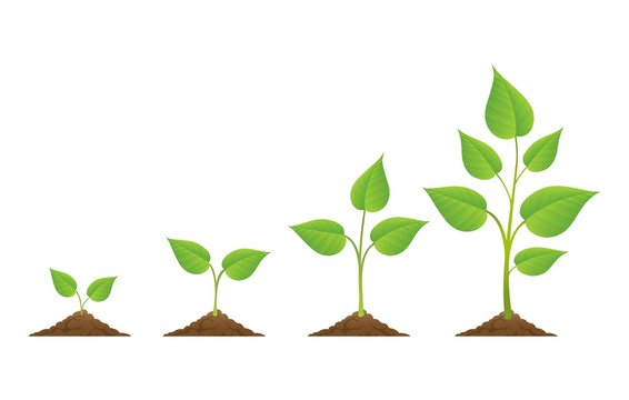 Planting. Plants grow isolated on white background or plant seed, growing and cultivation vector illustration