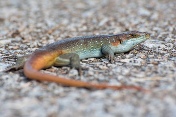 Colorful rainbow skink (lizard) close up lying on gravel rock ground