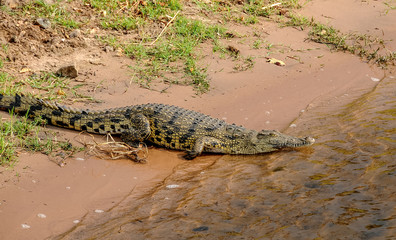 Un coccodrillo entra nelle acque del fiume Chobe