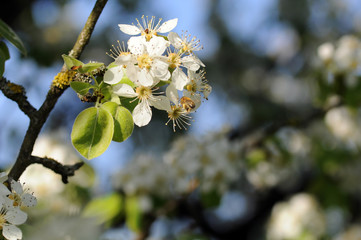 Biene an Apfelblüte