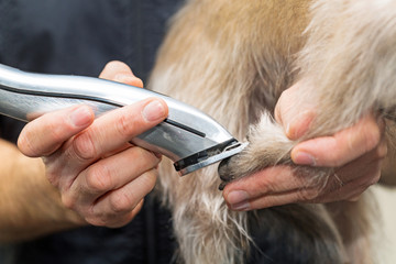 Dog Paw Being Groomed With Clippers