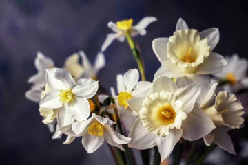 Tableaux ronds sur aluminium Narcisse A bouquet of white daffodils