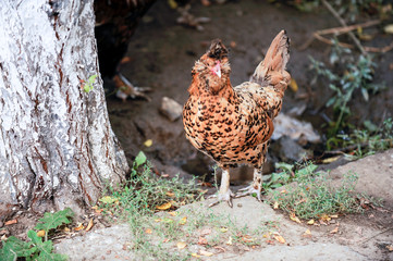 Meat-egg breed of chickens Houdan grazing outdoors in a green farm field. This large domestic bird with outstanding performance for private farms. Mottled Houdan Chicken Breed (Breeder Flock)