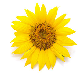 One yellow sunflower.