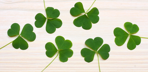 Closeup clovers leaves on white wooden background top view with copy space